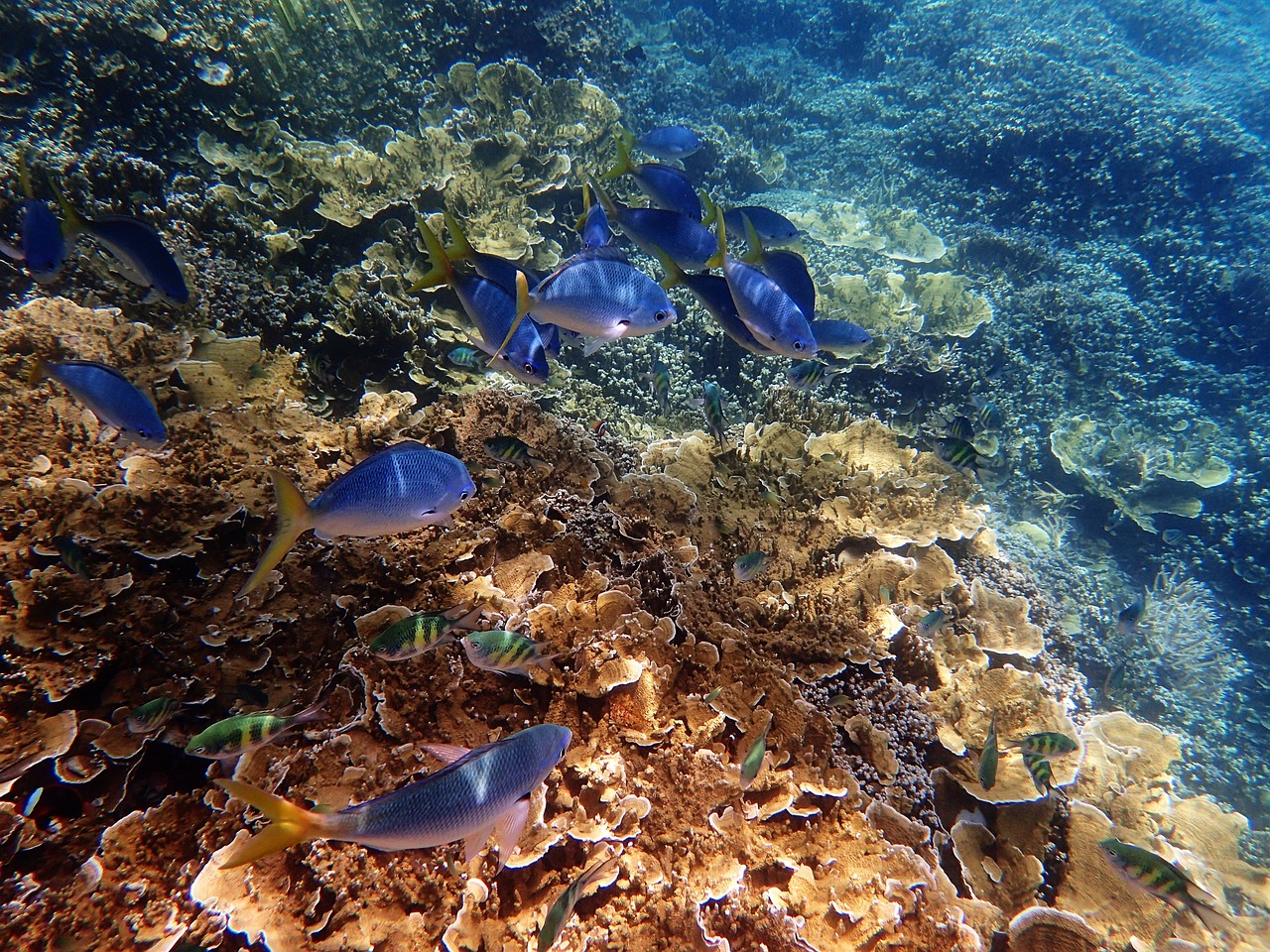 great-barrier-reef